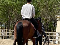 -北京群众马术培训基地