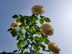 -太阳宫公园