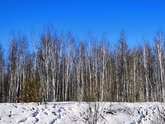 -北极村旅游风景区