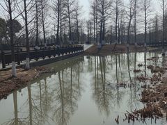 -九科绿洲