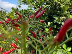 -南国桃园旅游度假区