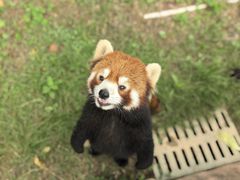 -灵玲国际马戏城