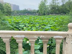 -成都南湖公园