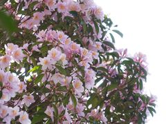 -梧桐山风景名胜区