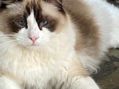 -喵屿·大理花园猫咖