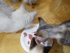 -万小咖.猫咖(中山路天虹店)