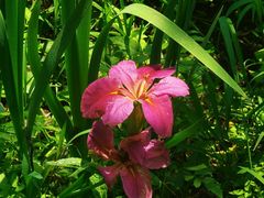 -西湖风景区-江洋畈生态公园