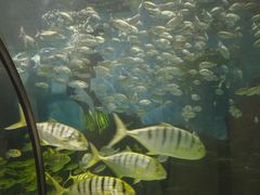 -苏州海洋馆