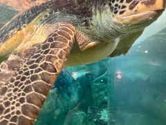 -西海国立公园九十九岛水族馆