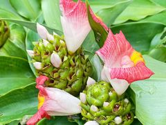 -中国科学院西双版纳热带植物园