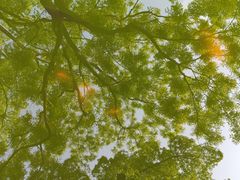 -南山植物园