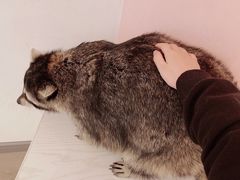 -浣熊柯尔鸭土拨鼠·电玩咖