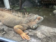 -武汉动物园