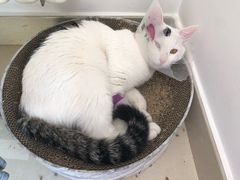 -宠福鑫康馨动物医院·骨科·眼科