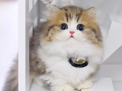 -lincat·猫舍(广州店)