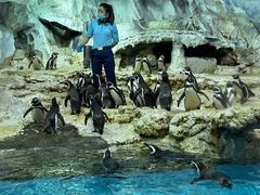 -帝企鹅自助餐厅•儿童岛•真企鹅(长隆企鹅酒店)