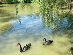 -溱湖国家湿地公园