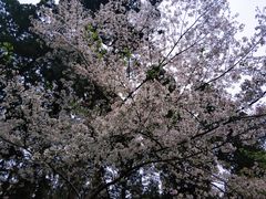 -武汉大学-樱园