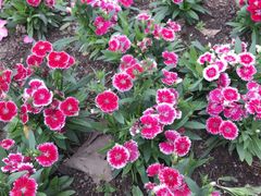 -丹樱生态园