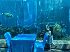 -海棠湾洲际-涛·海底餐厅·美人鱼·自助餐·海底隧道
