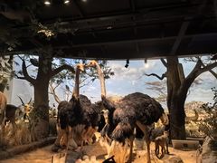 -国家自然博物馆