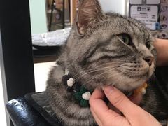 -平行世界·猫咖(首经贸店)