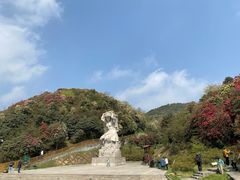 -贵州百里杜鹃风景名胜区