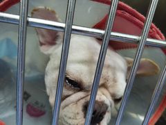 -爱诺耐芙动物医院(万博店)