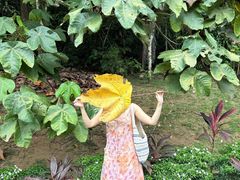 -槟城植物园