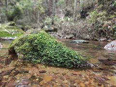 -江西阳明山国家森林公园