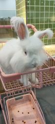 -Moni星球萌宠·小马宝莉·灵蛇·高端高阶全萌宠互动体验俱乐部(红豆国际广场店)