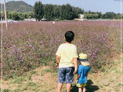 -北京东方普罗旺斯薰衣草庄园