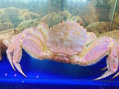 烤蟹盖-蟹道乐(道顿堀本店)