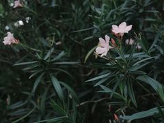 -福田红树林生态公园