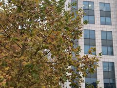 -长藤鬼校(龙翔店)