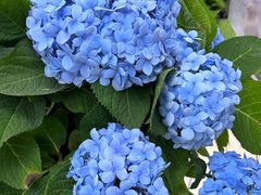 -Lamant Manor已闻花名关於蓝