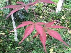 -重庆彩云湖湿地公园