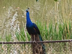 -北京麋鹿生态实验中心