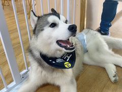 -Husky Go! 哈士奇体验馆·宠物咖啡厅狗咖