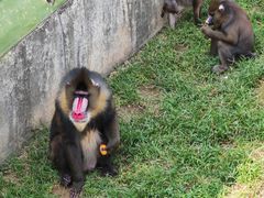 -大连森林动物园