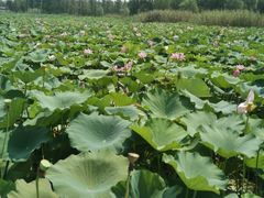 -洪湖生态旅游区