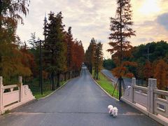 -广富林郊野公园