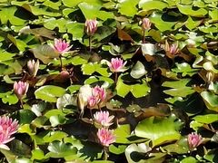 -国家植物园南园