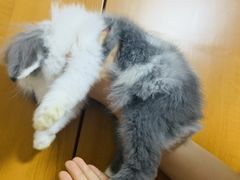 -宠物兔专门店(天丰利市场店)