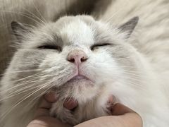 -藏猫猫咖啡主题馆(中央大道店)