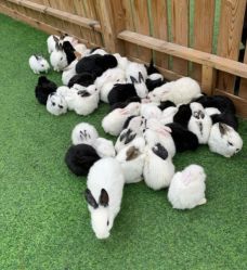 -萌宠亲子动物乐园(槐房万达店)