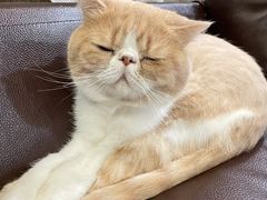 -中农国际动物医院24小时·猫科·骨科·急重症中心