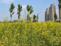 -长白岛森林公园