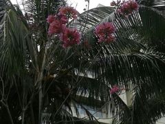 亚龙湾红树林度假酒店-三亚亚龙湾红树林度假酒店