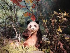 -成都大熊猫繁育研究基地